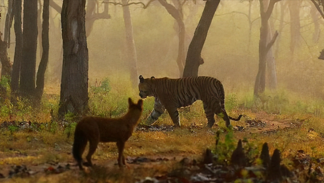 老虎的寿命一般多少年，老虎的寿命最长多少年（为什么老虎会输给了豹和豺）