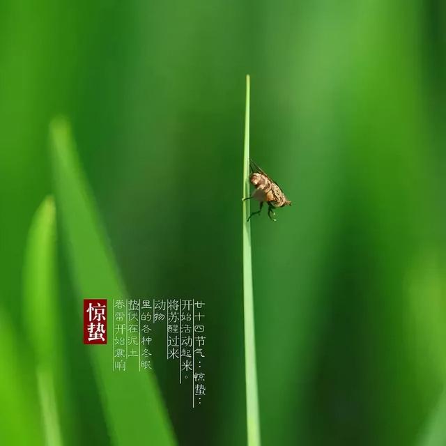 惊蛰古诗词，惊蛰古诗词十二首（惊蛰节气古诗词十首）