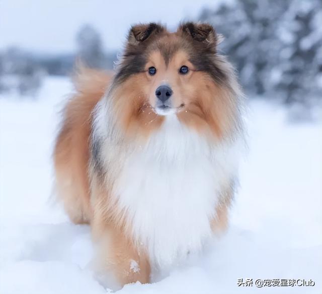 小狗的简单介绍，狗的介绍手抄报（狗狗也分高低贵贱）