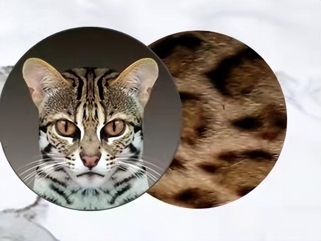 豹猫图片，最霸气的猫——孟加拉豹猫（豹纹猫图片）