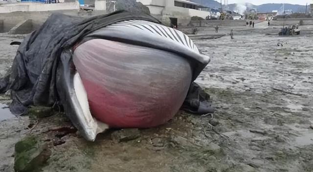 须鲸，大连海滩又出现搁浅须鲸（须鲸捕食的视频大全）