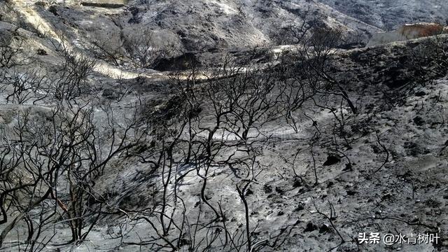 灌木和乔木的区别，灌木或小乔木是什么意思（林地和林地分类）