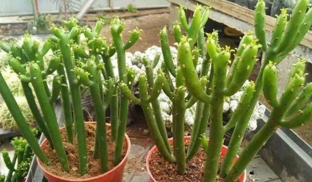 家里千万不能养的6种花，家里千万不能养的6种花有哪些（6种“有毒花”别乱养）