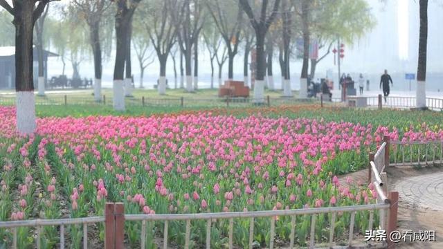 咸阳春天旅游景点大全，一天清明假期，去哪游玩