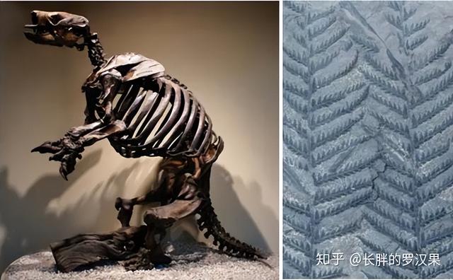 化石的形成是一个非常复杂的过程，化石是怎么形成的（十、深时-1<前世记忆）