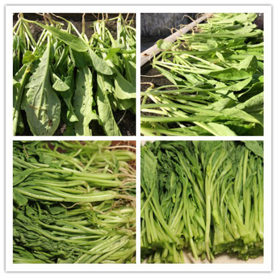 酸菜的制作方法，如何制作酸菜（只需要盐和三个矿泉水瓶）