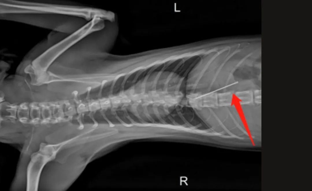 猫胃取异物手术多少钱 猫咪取胃里东西手术