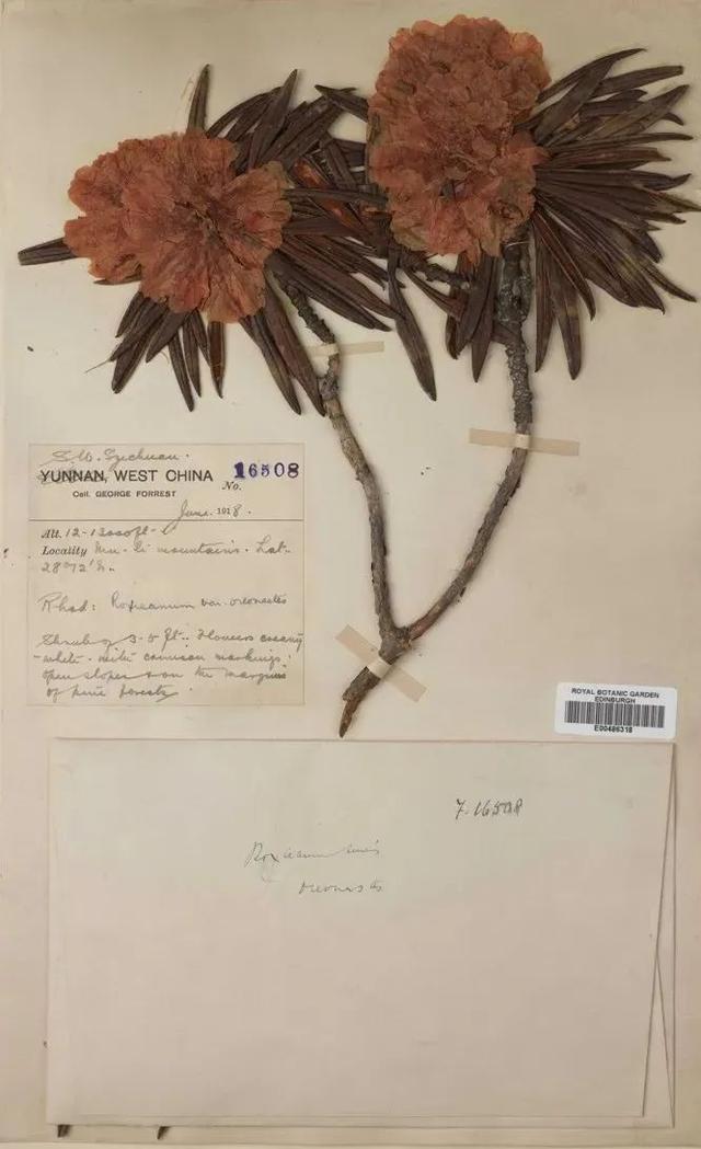 用来比喻爱情的动物，用动物比喻爱情的句子（也该成为四川人的恋爱标配）