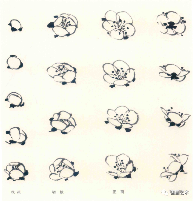 梅花怎么画简单又好看，梅花简笔画怎么画（图文教程——梅花基本画法）