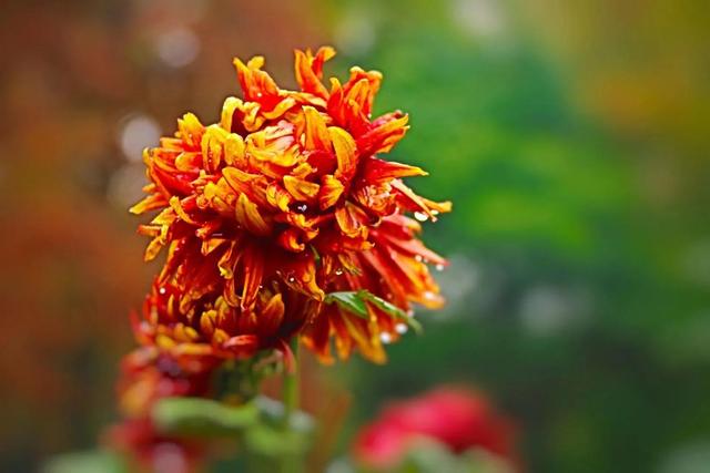 重阳节和菊花有什么关系，重阳节菊花代表什么意思（重阳节与菊花）