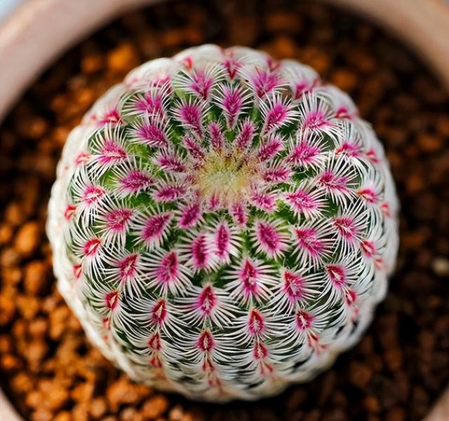 仙人掌不是花，没法让人捧在手心上。，仙人掌有什么品种（花大色艳开满了图片）