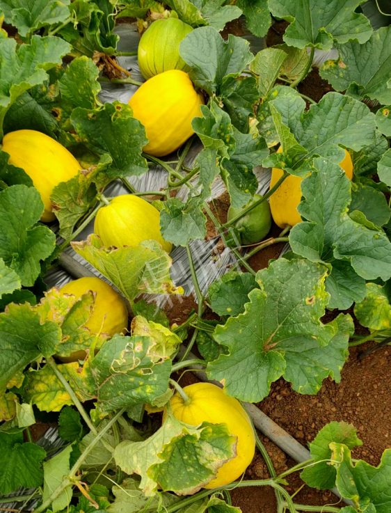 中国10种最甜的甜瓜，最香甜的甜瓜品种（附4种市场爆款品种）