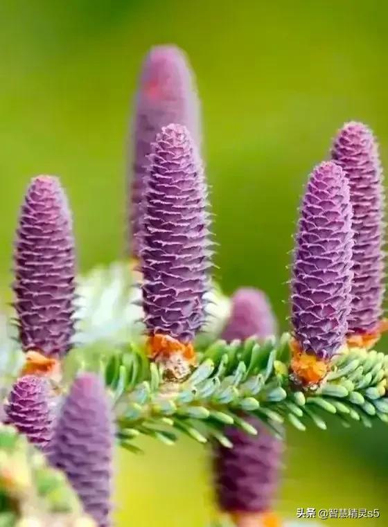 铁树开花的方法，铁树开花的方法有哪些（铁树开花了，也有芬芳的一天）