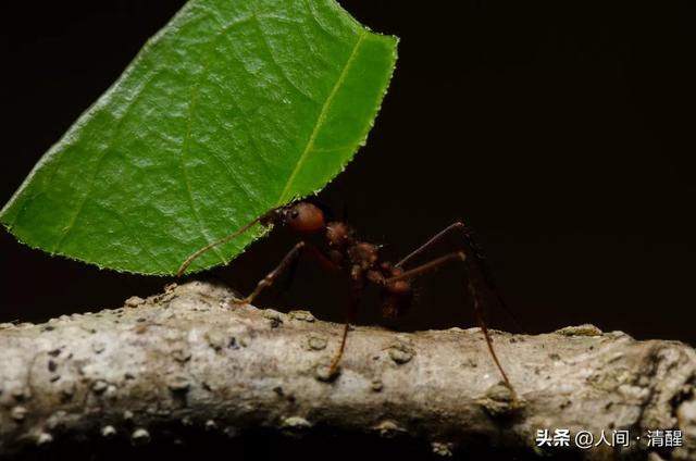 蚂蚁喜欢吃什么食物,大象爱吃什么东西(关于各种蚂蚁的简介) 蚂蚁喜欢吃什么食物,大象爱吃什么东西(关于各种蚂蚁的简介)