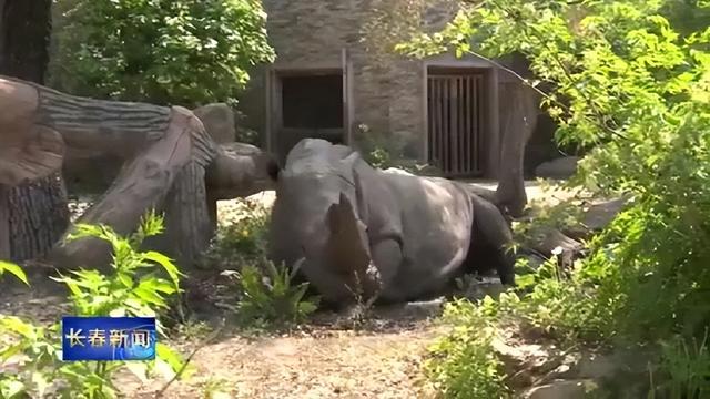 长春动植物园门票，动植物公园门票价格（这里室外区域全开放，去打卡~）