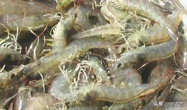 小虾吃什么食物，小虾吃什么（小虾吃什么？怎么养活）