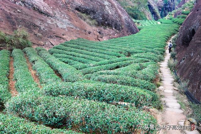 武夷山岩茶是什么茶，武夷山岩茶是什么茶?崇亮传播茶文化（我眼中的武夷山）