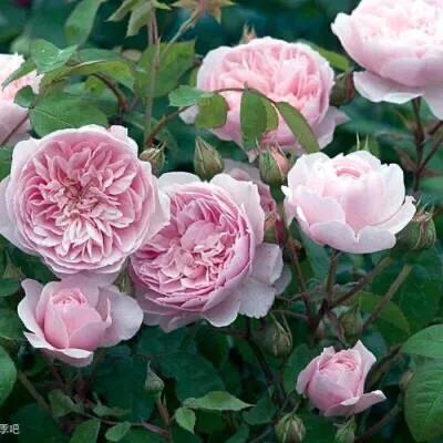 仙度瑞拉月季，仙度瑞拉是哪个公主（分享图片一一一灰姑娘月季）