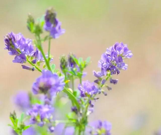 紫色三叶草的花语是什么，紫色三叶草开花图片（紫苜蓿——三叶草）