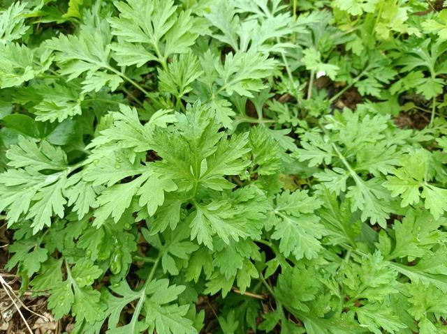 野苋菜的功效与作用，野苋菜的功效与作用草药图片（很多人挖回家种起来）