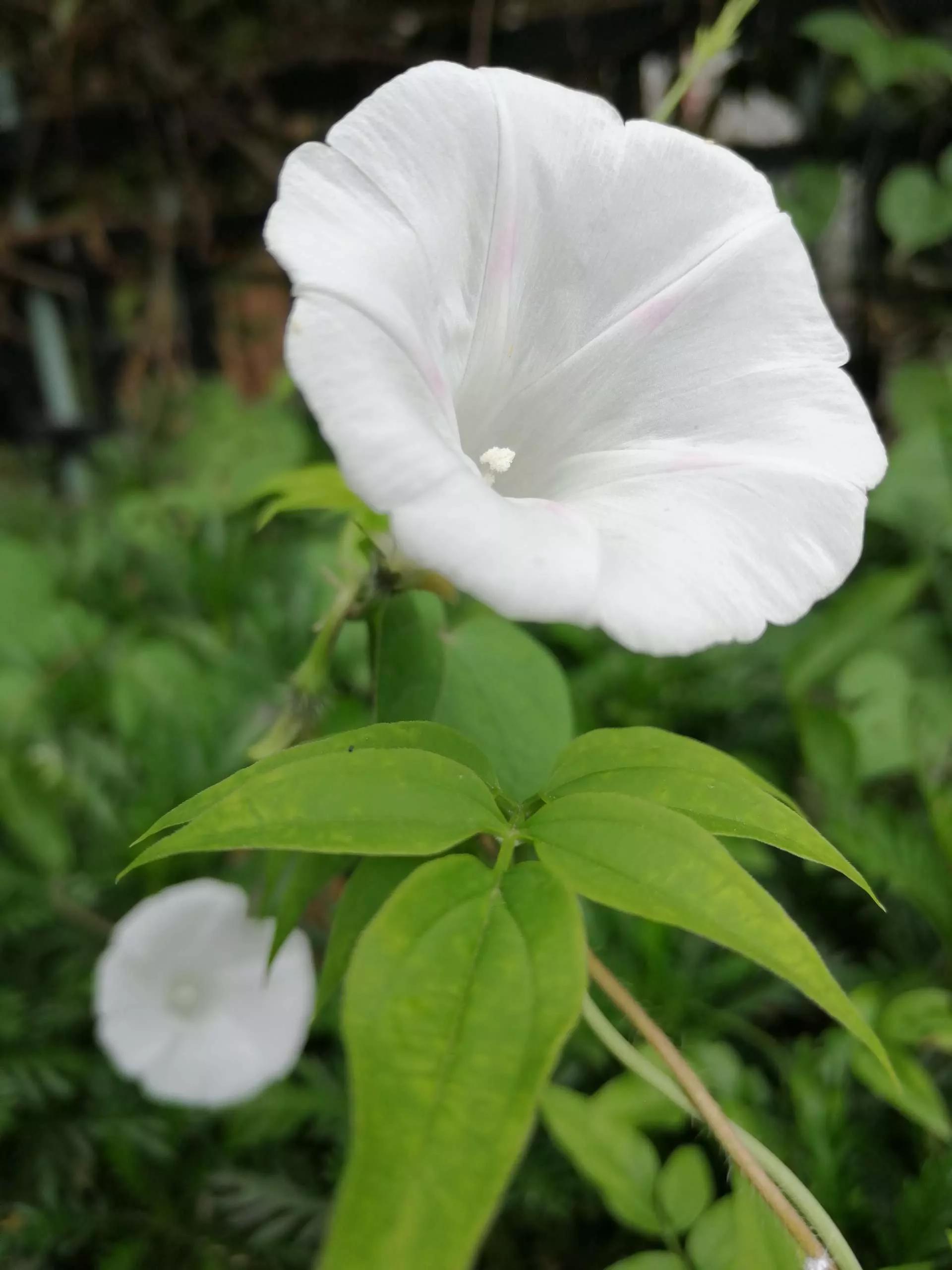 牵牛花图片大全，牵牛花品种大全（与君共赏牵牛花美图大全）