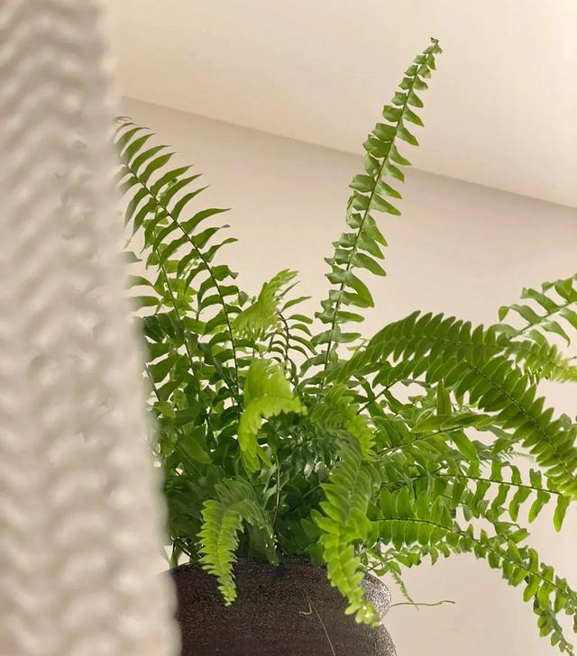 吸甲醛最快最有效的植物，吸甲醛最好的五种植物（5种花是“吸甲醛高手”）