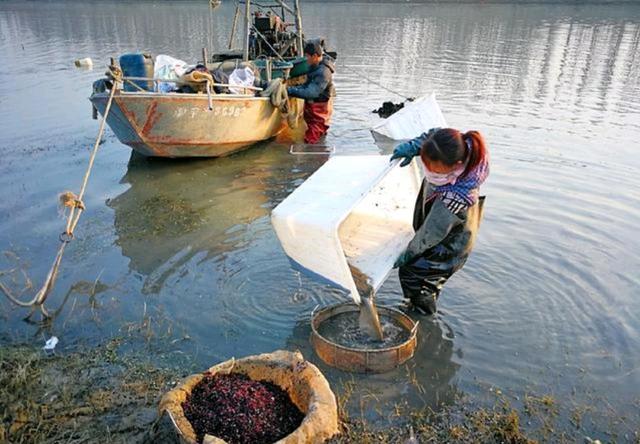 红虫是什么，红虫是什么虫（闷声发大财，一夜能赚上万块）