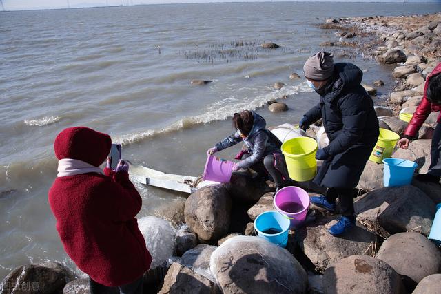 清道夫鱼能吃不，清道夫鱼能吃吗（对环境的影响有多大呢）