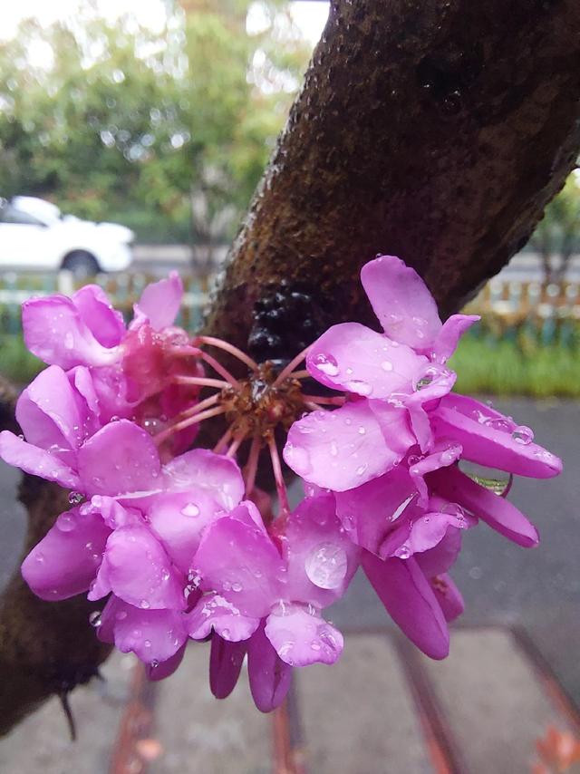 笑颜如花笑靥如花什么意思，笑靥如花什么意思（门当户对的爱情）
