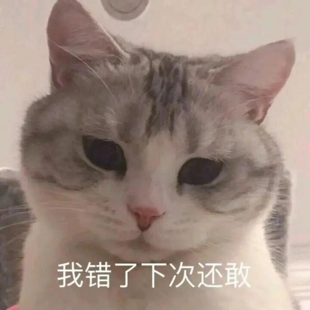 怎样训练猫咪听话，训练猫咪听话的方法（教你如何让猫听话）