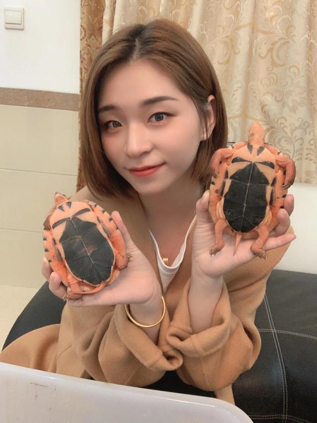 金钱龟，金钱龟什么价格，欢迎探讨（金钱龟的养殖方法和注意事项）