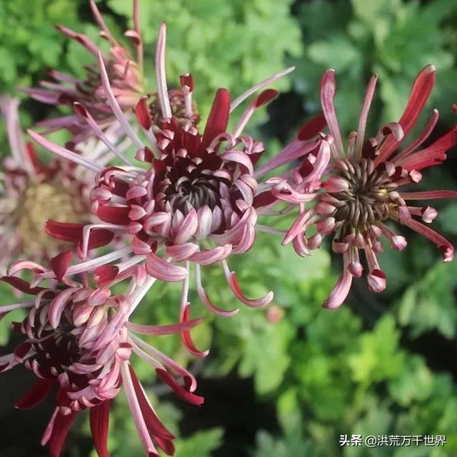 菊花的种类名称及图片，菊花有几种品种（看看有没有你喜欢或者认识的）