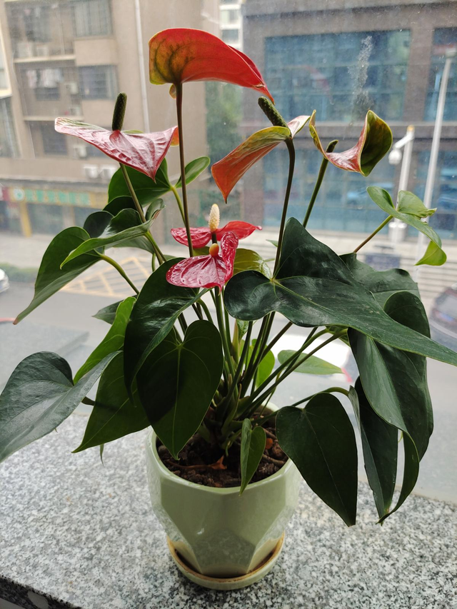 红掌的养殖方法，红掌养殖方法（否则到头来竹篮打水一场空）
