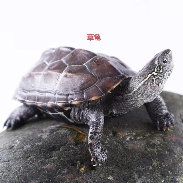 如何喂养地图龟，乌龟地图怎么养（便宜又能提高饲养技能的）