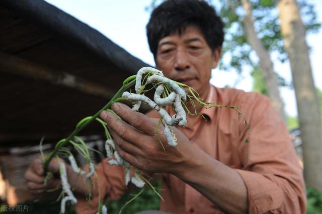 春蚕到死丝方尽是什么意思，春蚕到死丝方尽是什么意思什么生肖（李商隐七律《无题》的本义与引申义）