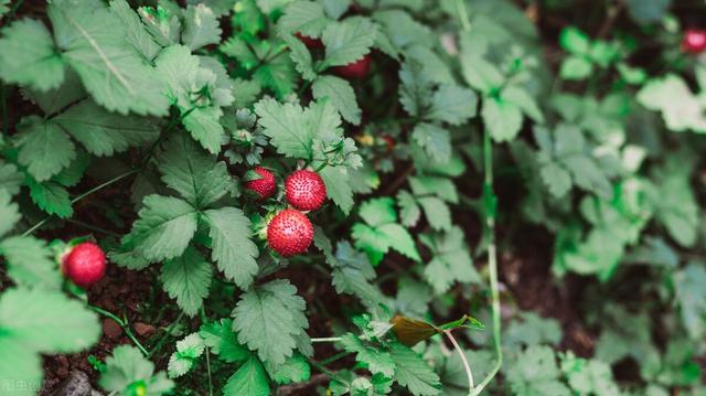 野草莓能吃吗，野草莓能吃吗长的什么样子有图片吗（道不明千姿百态的中国草莓）