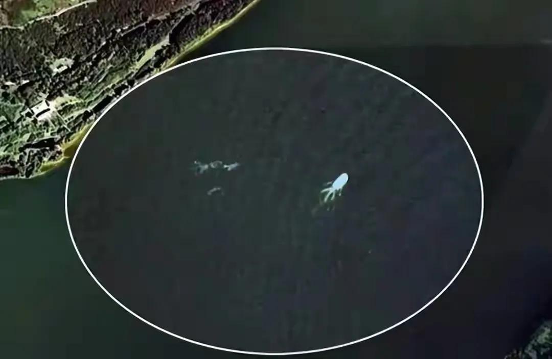 新疆喀纳斯湖惊现124米巨型哲罗鲑？神秘水生物引热议与科学探秘