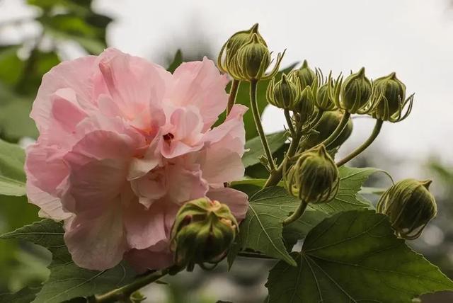 鲜花花语大全，鲜花花语大全ppt（100种花的花语）