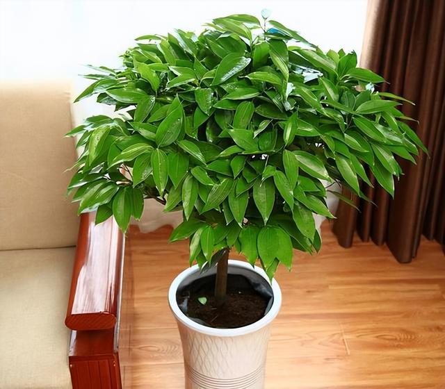 最适合客厅的十大植物，吉利又能吸“废气”