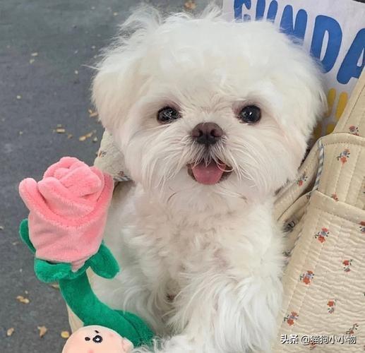 狗狗教什么意思，狗狗教是什么意思（圣火“喵喵教”PK光明“狗狗教”）