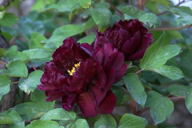 牡丹有哪些品种,牡丹有哪些品种(要名称)(精美绝伦的牡丹花十大品种