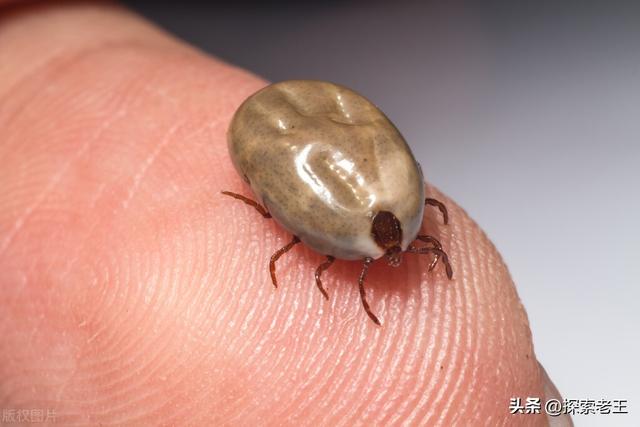 吸血的生物有哪些，吸血的生物有哪几种（盘点五种喜欢吸食血液的恐怖生物）