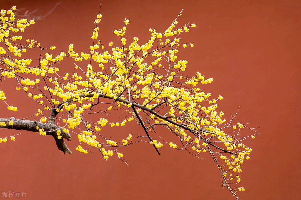 腊月指的是什么月，腊月是指几月（这份“花历”通俗易懂）