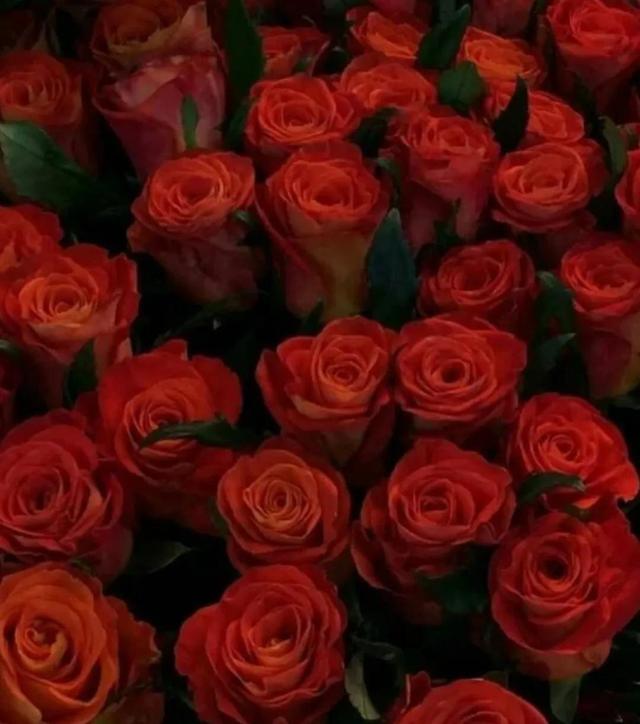 别人种小麦 我种玫瑰  可以饿死 但是浪漫不死，别人种小麦我种玫瑰（有关玫瑰的浪漫文案图片）