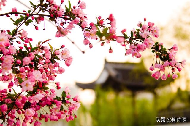 马路拍照技巧，马路拍照技巧视频（花朵不要“胡乱拍”）