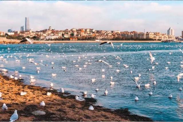 青岛旅游景点介绍，青岛旅游景点介绍！（青岛必去十大景点推荐）