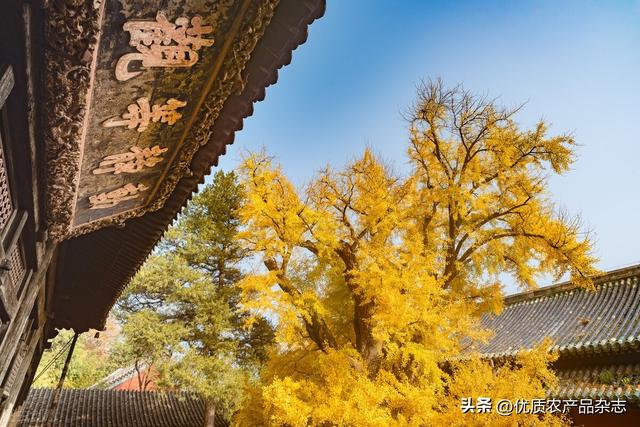 银杏树的介绍和特点，银杏树的介绍和特点+图片（秋风起银杏黄：明明白白吃白果）