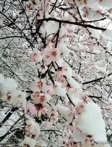 四月天的诗句有哪些，有关四月天的诗句（人间最美四月天.阳春三月飘雪花）