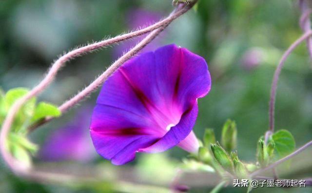 特殊又好听的花名，艺名 女 简单气质（清丽不俗的花名用作女孩名字）