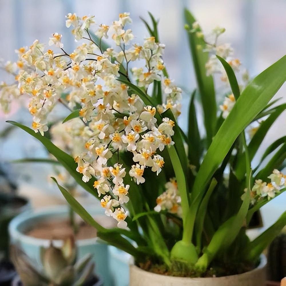 客厅绿植不喜光有哪些(客厅光线不好养什么绿植)-娱宸网